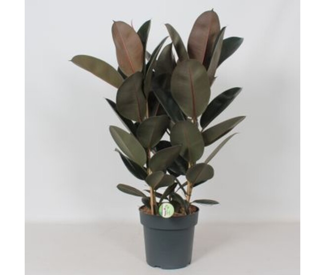 FICUS ABIDJAN 3PP
