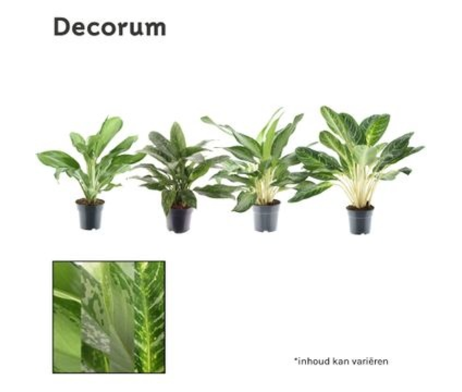 AGLAONEMA VARIES
