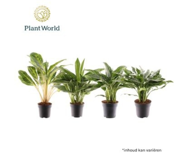 AGLAONEMA VARIES