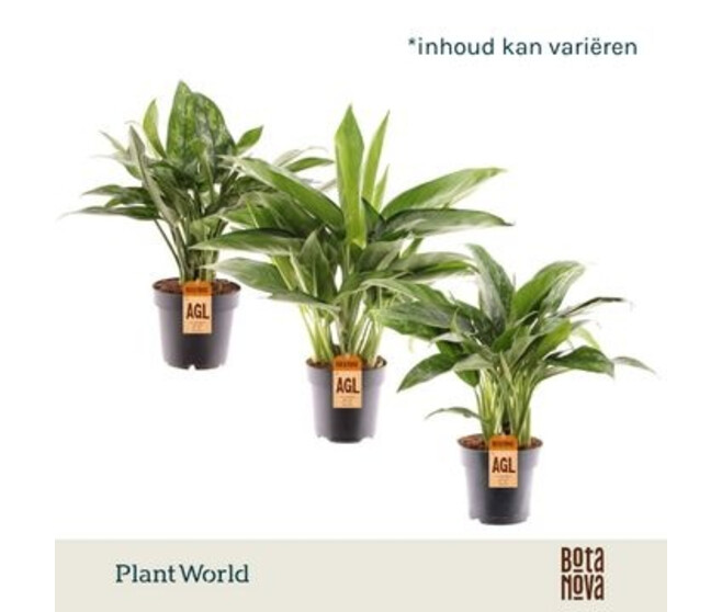 AGLAONEMA VARIES