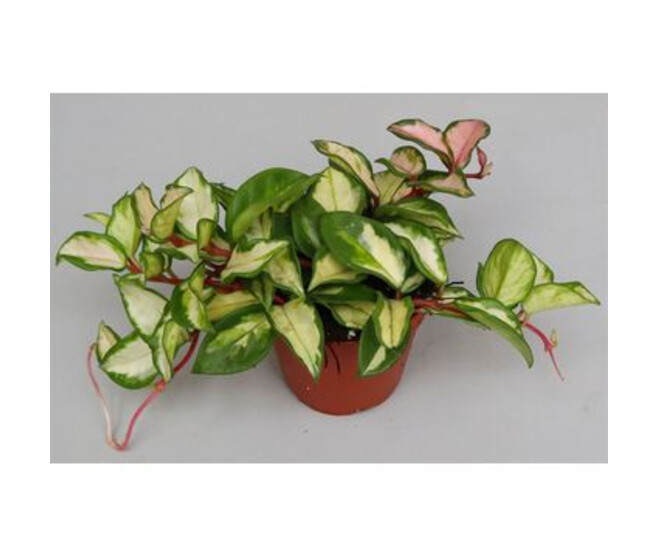 HOYA CARNOSA TRICOLOR 3PP