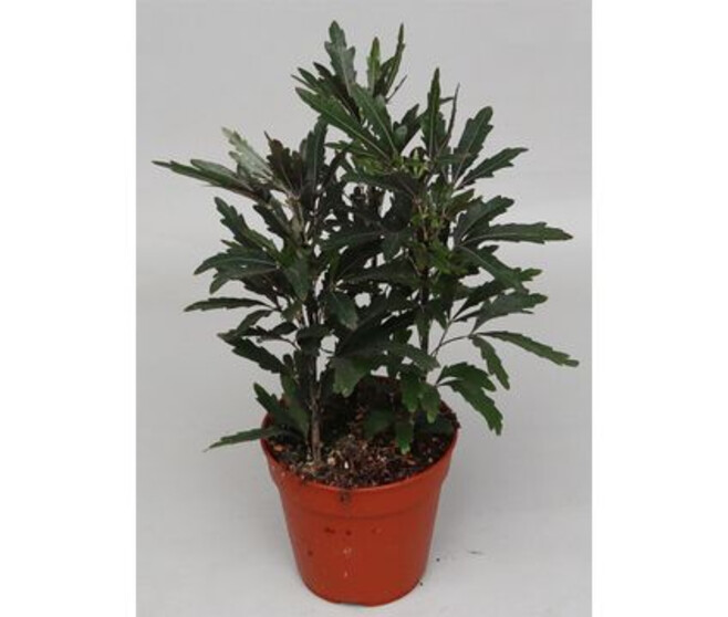 SCHEFFLERA DIZYGOTHECA CASTOR