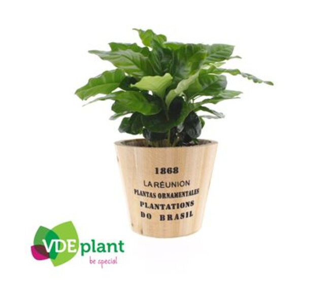 COFFEA ARABICA P BOIS
