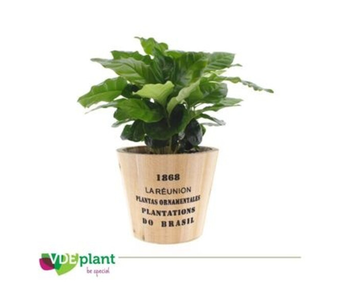 COFFEA ARABICA P BOIS