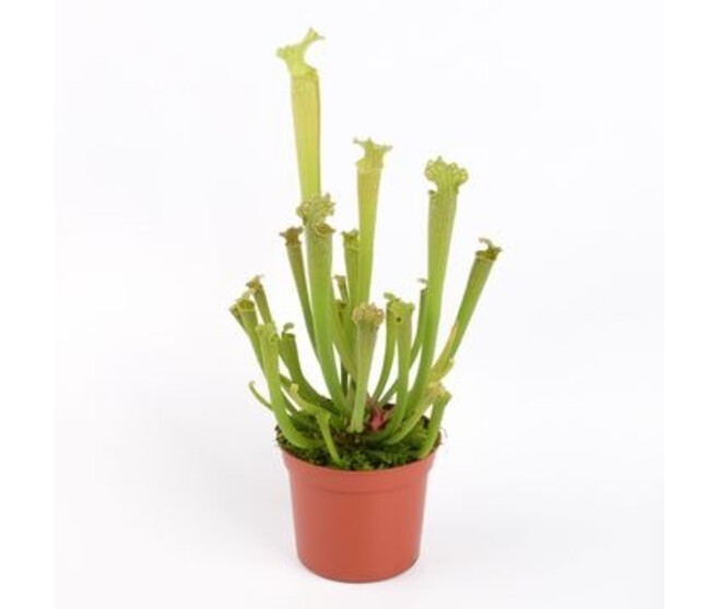 SARRACENIA FARHAMII