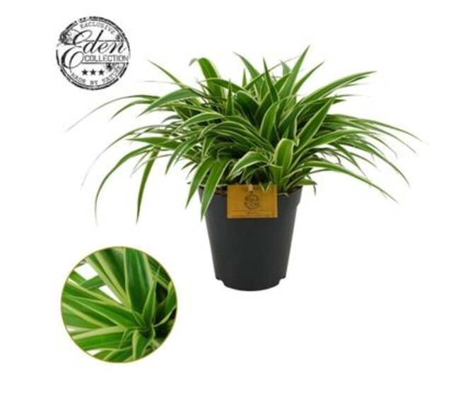 CHLOROPHYTUM OCEAN