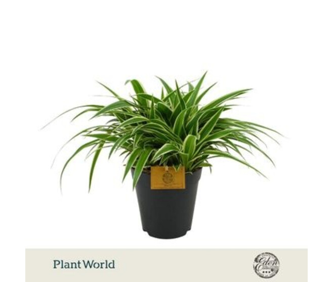 CHLOROPHYTUM OCEAN