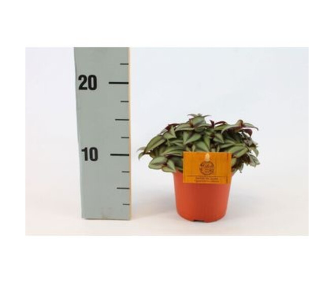 TRADESCANTIA ZEBRINA PURPUSII