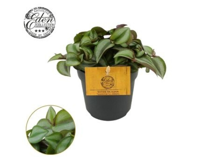 TRADESCANTIA ZEBRINA PURPUSII