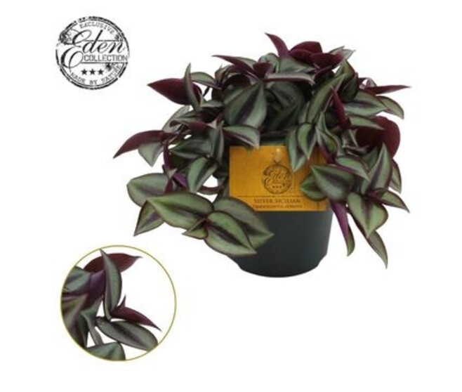 TRADESCANTIA ZEBRINA PURPUSII