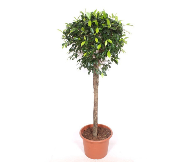 FICUS NITIDA TIGE