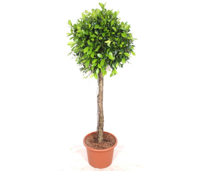 FICUS NITIDA TIGE