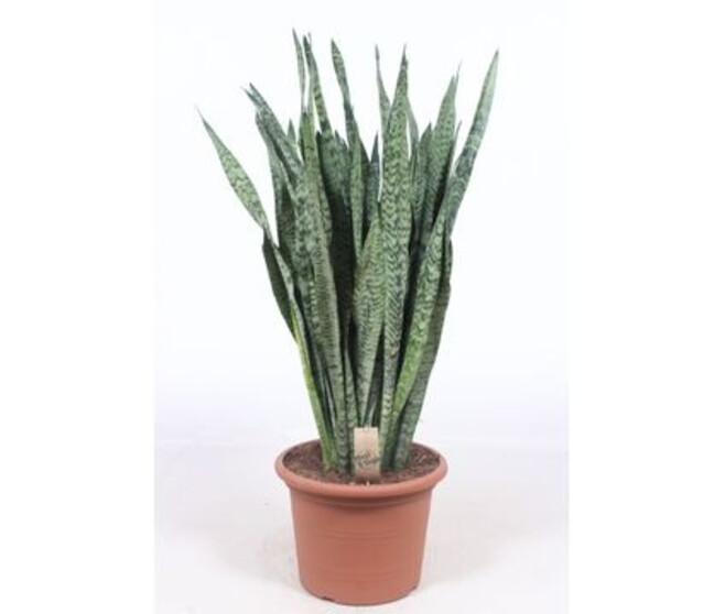 SANSEVIERIA ZEYLANICA