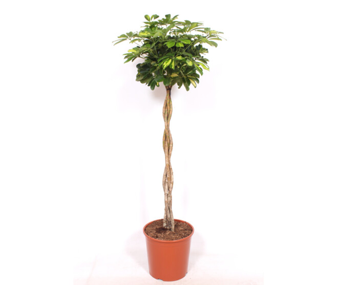 SCHEFFLERA GOLD CAPELLA TRESSE