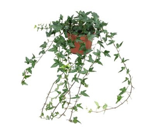 HEDERA SHAMROCK VERT