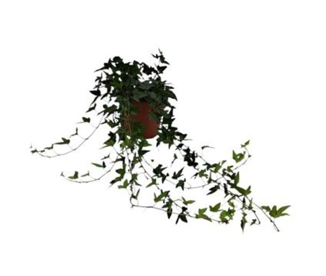 HEDERA SHAMROCK VERT