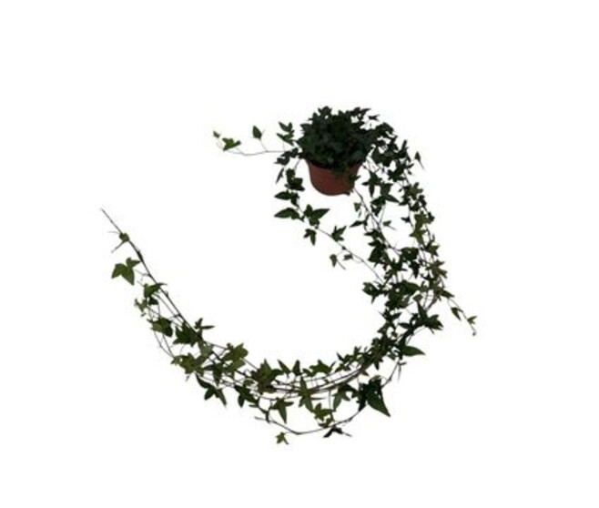 HEDERA SHAMROCK VERT