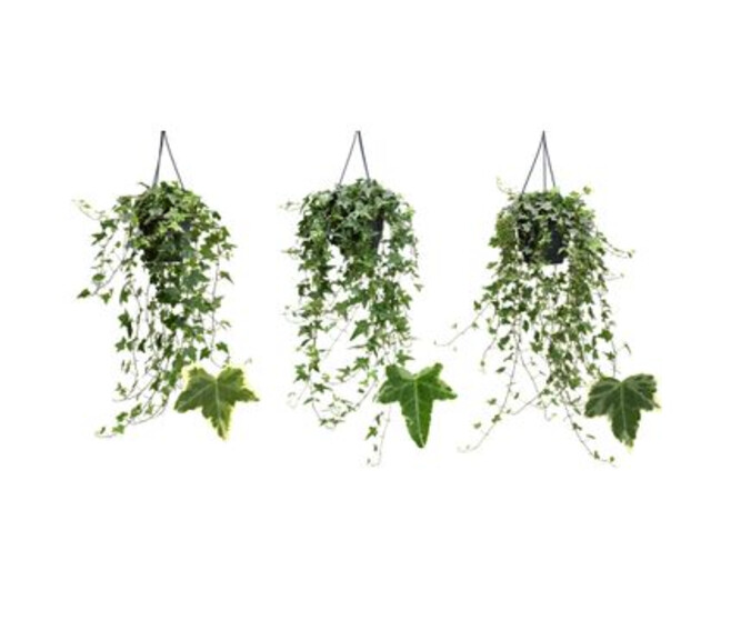 HEDERA PANACHE VARIES SUSP