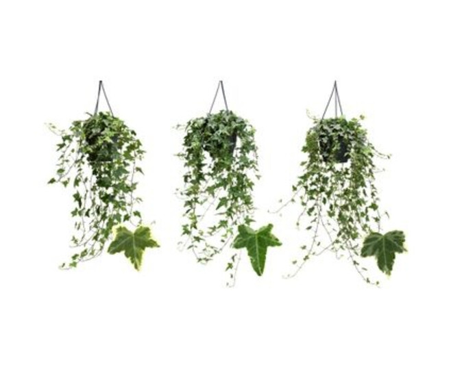 HEDERA PANACHE VARIES SUSP