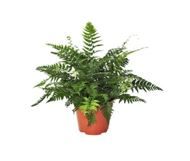 ATHYRIUM SPICATUM