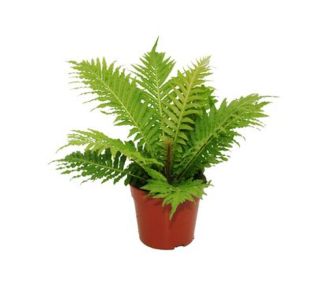 BLECHNUM