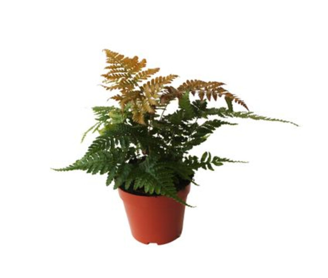 DORYOPTERIS ERYTHROSA