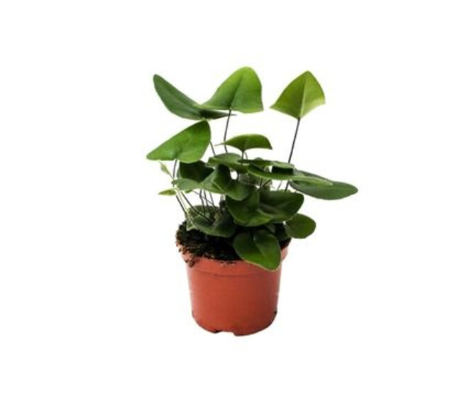 HEMIONITIS ARIFOLIA