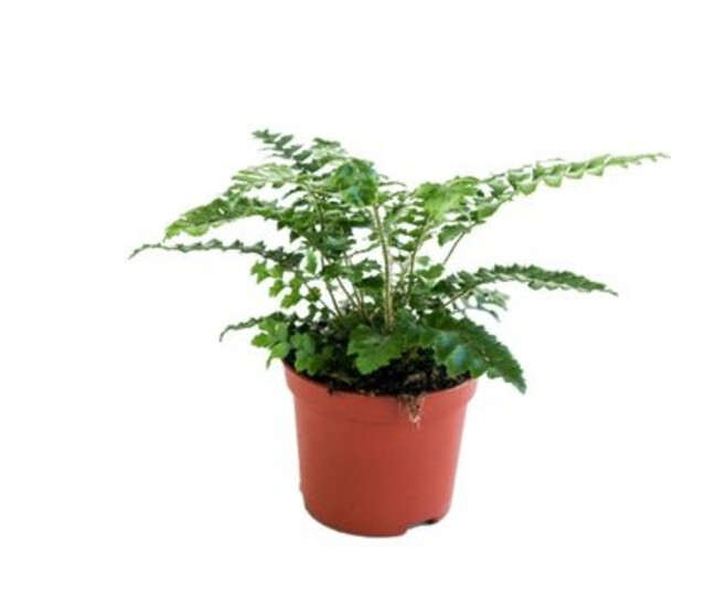 POLYSTICHUM
