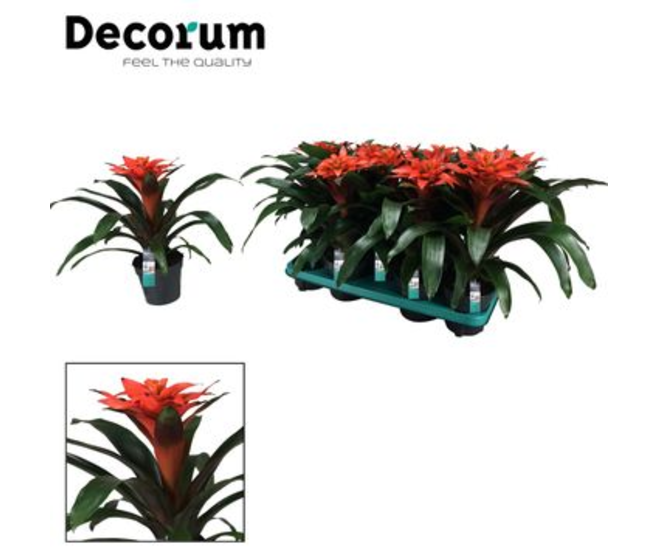 GUZMANIA TUTTI FRUTTI DECORUM