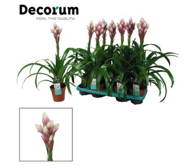 GUZMANIA CANDY ROSE BLANC DECORUM