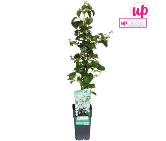 HORTENSIA PETIOLARIS