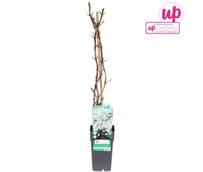 HORTENSIA PETIOLARIS