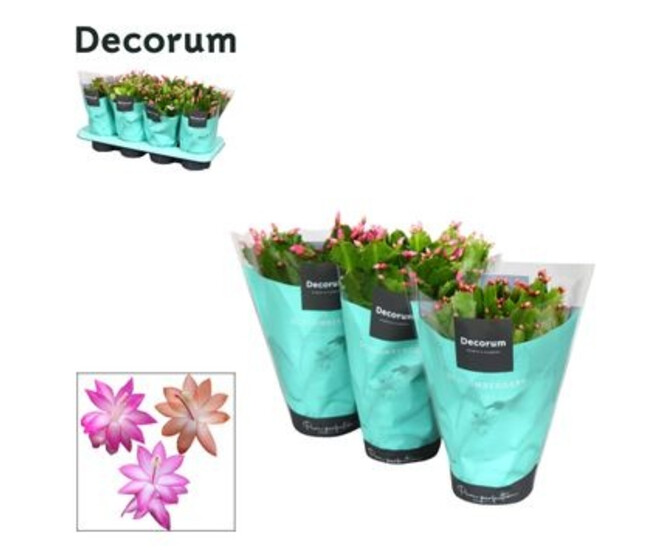 SCHLUMBERGERA VARIES