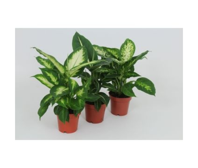 DIEFFENBACHIA VARIES