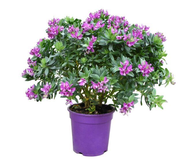 POLYGALA MYRTIFOLIA P COLORE