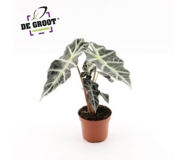 ALOCASIA POLLY