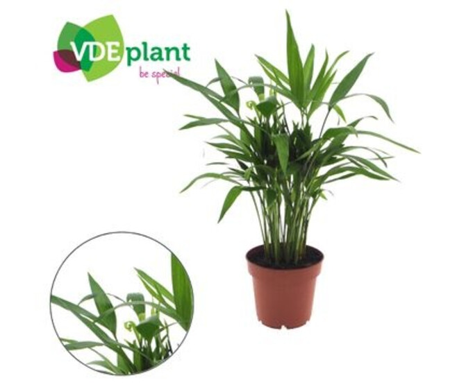 ARECA
