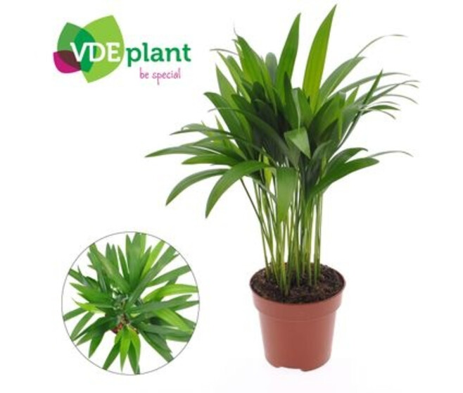 ARECA