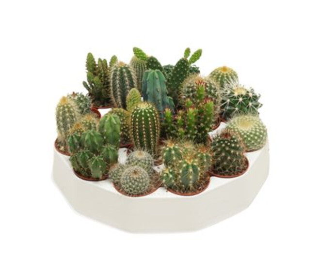CACTUS VARIES
