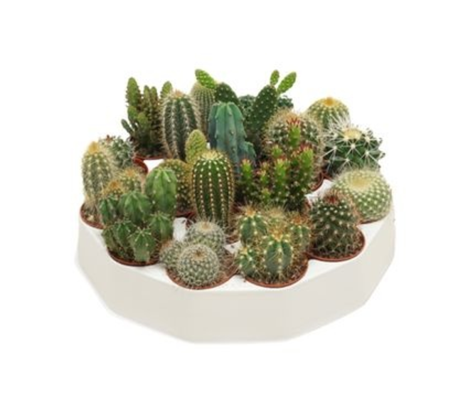 CACTUS VARIES