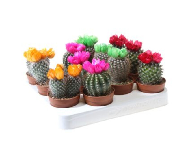 CACTUS FL IMIT