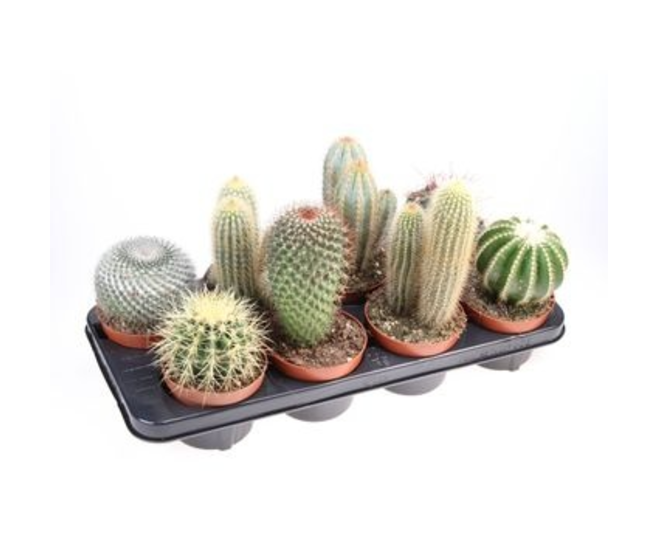 CACTUS VARIES