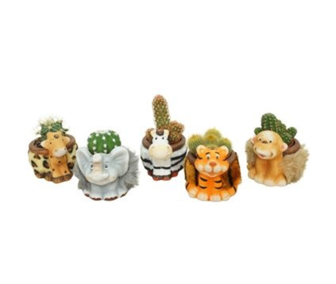 CACTUS VARIES CERAM DECO