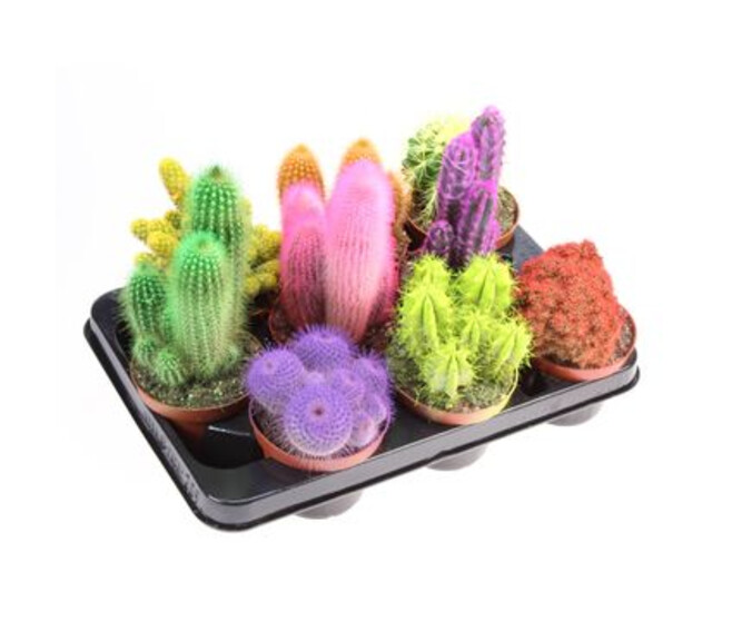 CACTUS VARIES TEINTE