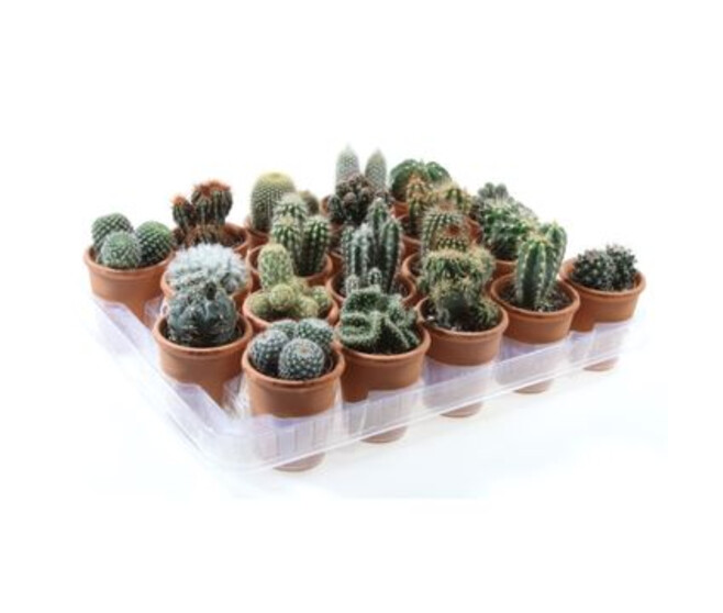 CACTUS VARIES P TERRE