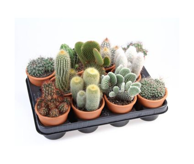 CACTUS VARIES P TERRE