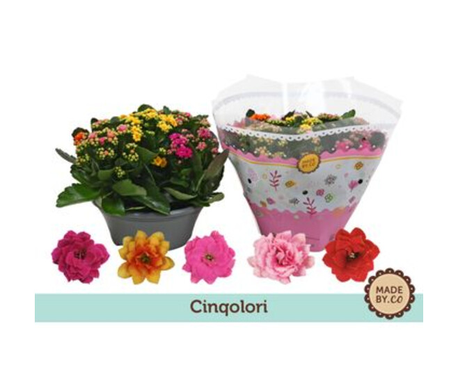 KALANCHOE FL DBLE 5COULEURS COUPE