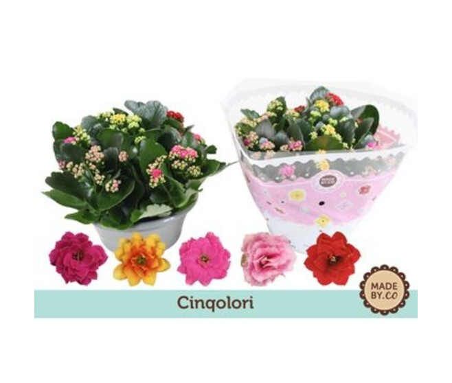 KALANCHOE FL DBLE 5COULEURS COUPE