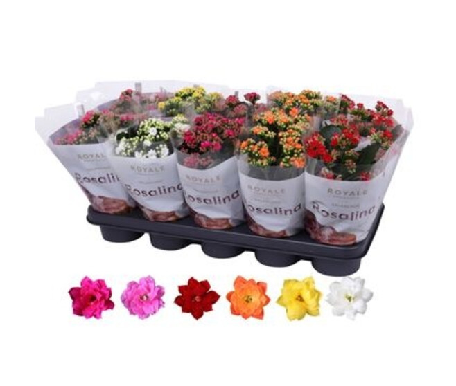 KALANCHOE FL DBLE ROYALE VARIES