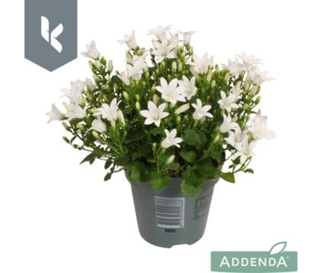 CAMPANULE AMBELLA BLANC